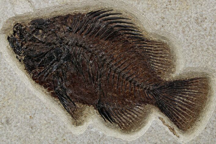 Detailed Fossil Fish (Cockerellites) - Wyoming #349255